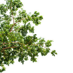 Tree,green leaf isolated on the white background.