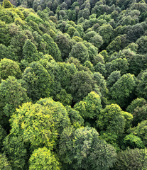 Top view on the tops of green trees. Summer forest - abstract nature background. Summer landscape.