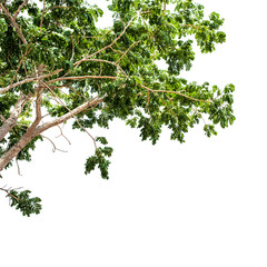 Tree,green leaf isolated on the white background.