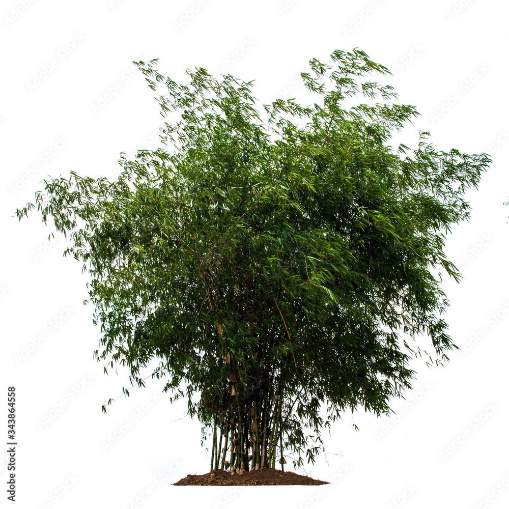 Wall mural Tree,green leaf isolated on the white background.