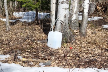 сбор березового сока