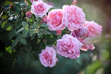 Pink English roses blooming in the summer garden, one of the most fragrant flowers, best smelling, beautiful and romantic flower