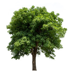 Tree,green leaf isolated on the white background.
