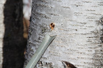 сбор березового сока