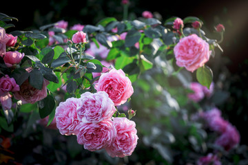Pink English roses blooming in the summer garden, one of the most fragrant flowers, best smelling, beautiful and romantic flower