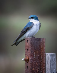 A tree swallow perched on a metal fence-post strikes a pose
