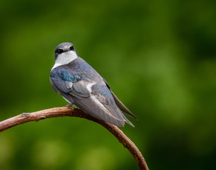 Obraz premium Portrait of a tree swallow against a blurred natural background