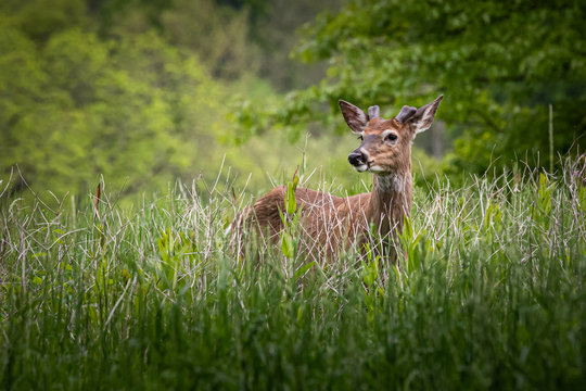 A young male white-tailed deer rests in high grass in a Pennsylvania meadow