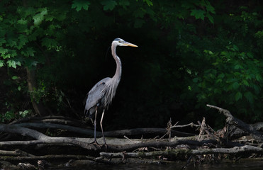 A patient heron framed against the dark trees of the shore of Tulpehocken Creek