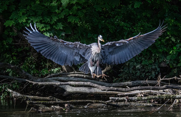 A Great Blue Heron comes in for a landing at the edge of Tulpehocken Creek