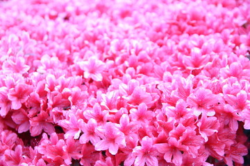Pink Azalea flower garden at seoul, korea