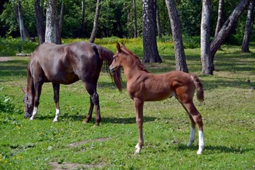 Arab mare and her red-haired baby