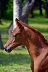 Fototapeta premium Two-week-old arab colt close up