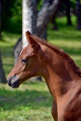 Two-week-old arab colt close up