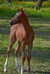 Small arabian colt stands near the forest on the lawn