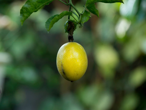Saison de la grenade.