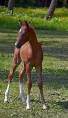 Arab horse baby in a clearing in front of the forest