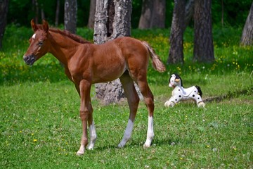 Fototapeta premium Red arabian colt and a baby horse in clearing