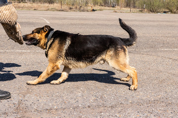 police dog. dog training german shepherd