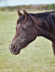 Portrait of black Arabian mare
