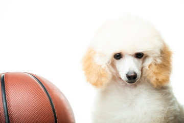 image of dog basketball white background 