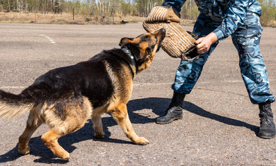 police dog. dog training german shepherd