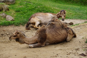 two camels  resting on the ground