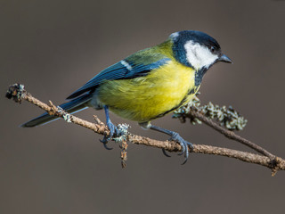 Karlovy vary, Czech republic February 2020: Great tit