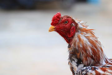A close-up of a rooster's head and neck
