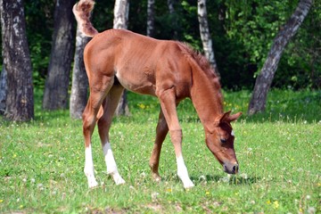 Naklejka na ściany i meble Red arabian colt grazing in a clearing in front of the forest