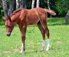 Obraz premium Red arabian colt on the edge of the forest