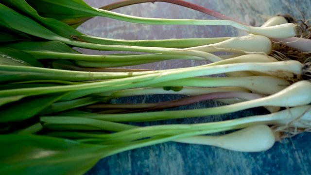 Extreme closeup starting with white onion ends of ramps and moving to the left showing the green leaves.