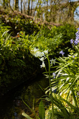 Whitebells in the Looe Vally Liskeard Cornwall