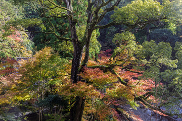 Autumn color around Shoshazan Engyo-ji temple on Mount Shosha.