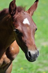 An arabian colt with expressive eyes