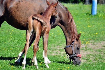 Arab little stallion near his mother