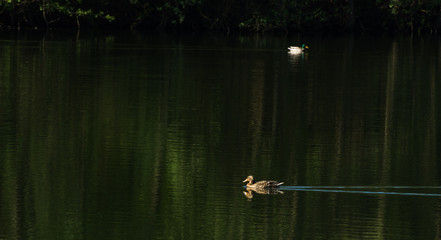 duck and reflection in water
