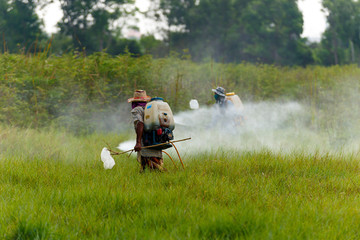 farmers are using the sprayer. Spraying herbicides in the rice fields