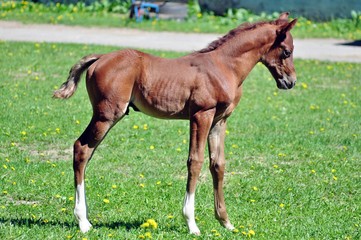 Fototapeta premium Exterior of a small Arabian colt