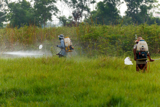 farmers are using the sprayer. Spraying herbicides in the rice fields
