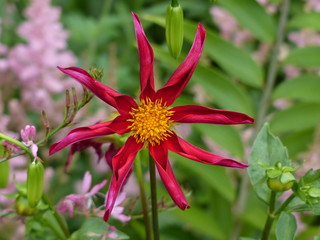 close up of red flower
