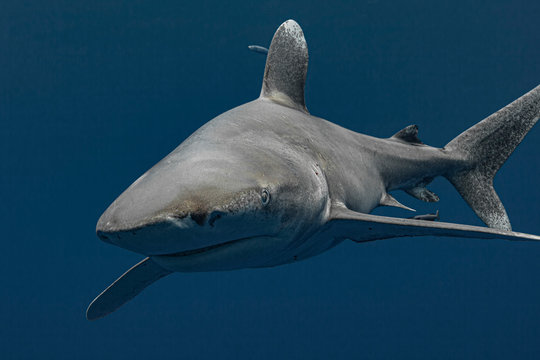 Oceanic white tip sharks in the Bahamas waters