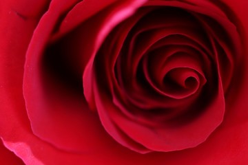 Extreme closeup of red rose. Macro, horizontal.