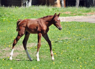 Fototapeta premium Golden arabian colt on a sunny day