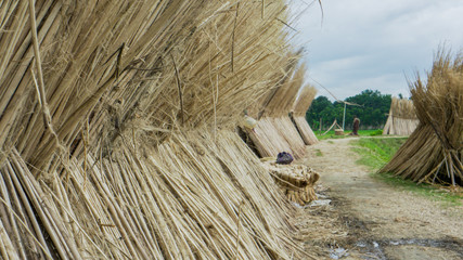 Jute was once known as the golden fibre of Bangladesh, Jute is a long, soft, shiny Bast fiber that...