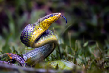 Gonyosoma Oxycephala - Javanese Green Snake