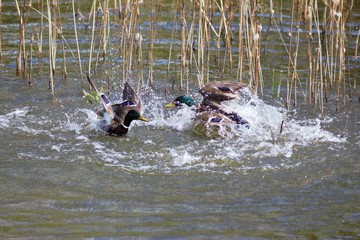 Animals in the park in spring