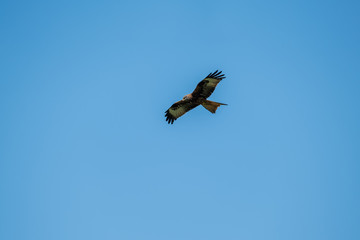 Obraz premium Red kite hunting against blue sky in Corsica