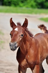 Funny arab colt on a spring day