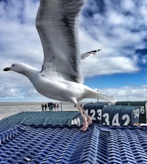Close-up Of Seagull Flying Over Sea Against Sky